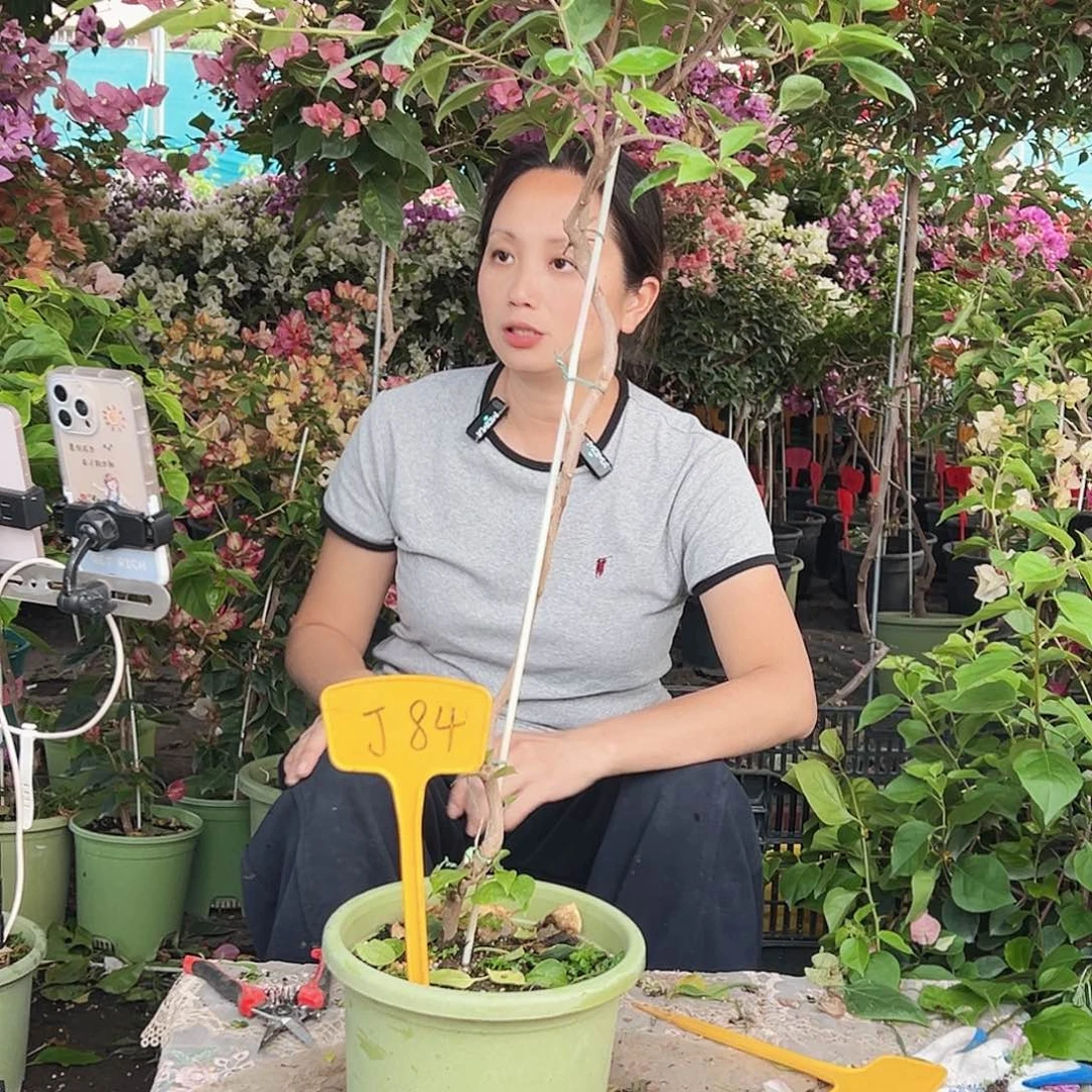 溪***边大部分花苞少量开放J84金发女郎