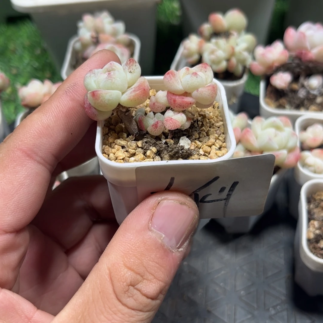 大仙专拍冰玉群生小老庄