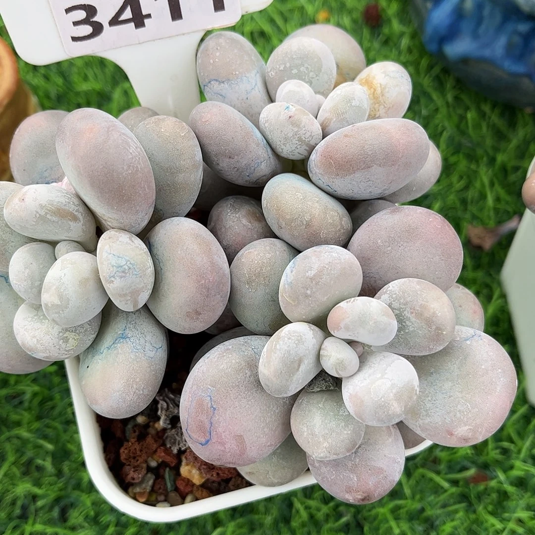 打***豆多肉植物3411 一定要拍个冷链哦