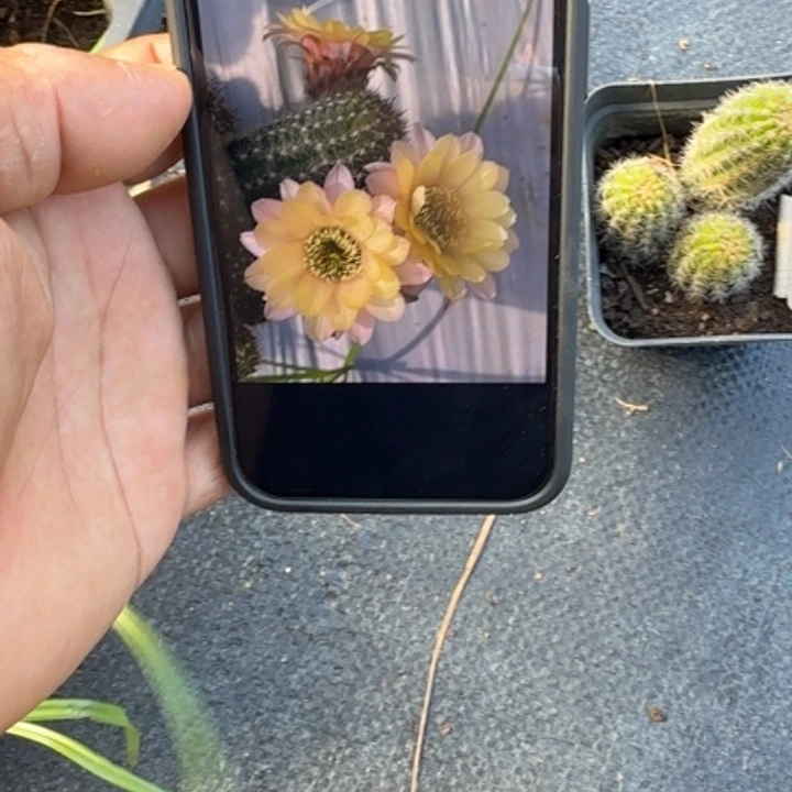 白檀仙人掌358带跟