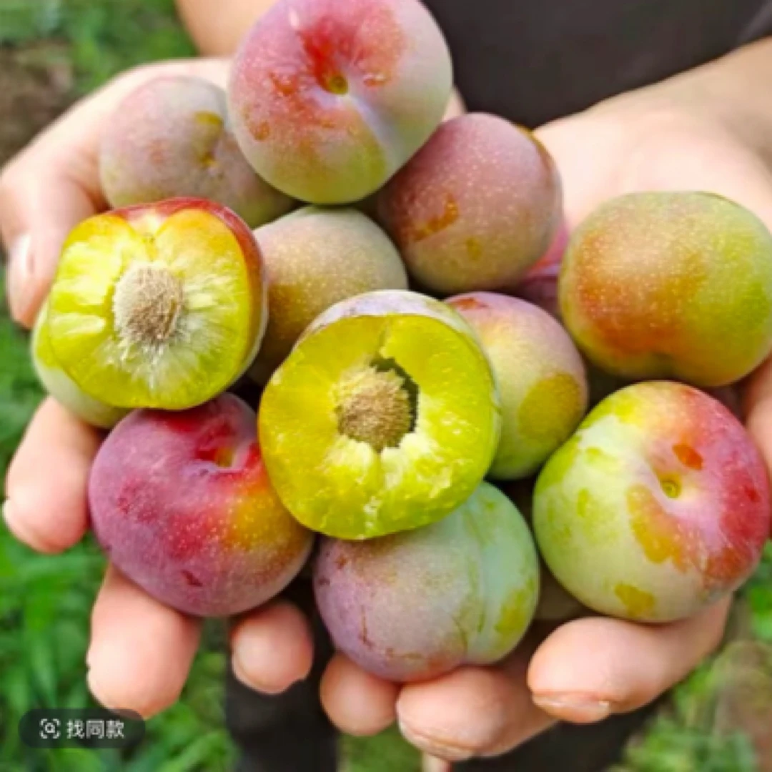 四川正宗脱骨李子半边红新鲜现摘脆甜多汁应季水果