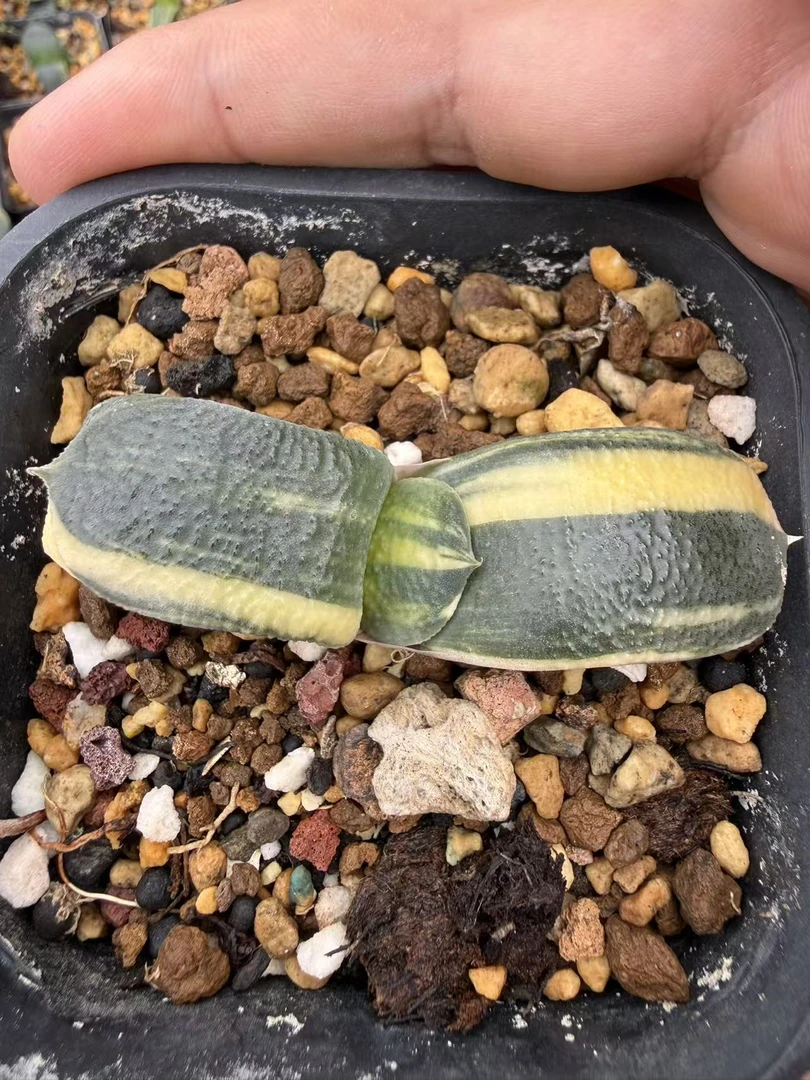 珍珠卧牛锦瓦苇十二卷多肉植物精品盆栽脱盆发货