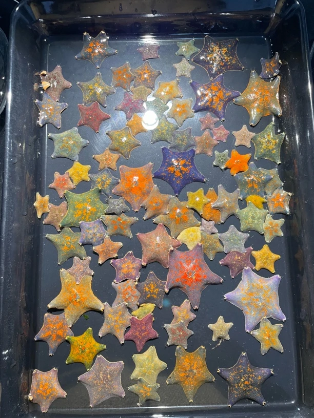 直播间·批发海星不挑20只