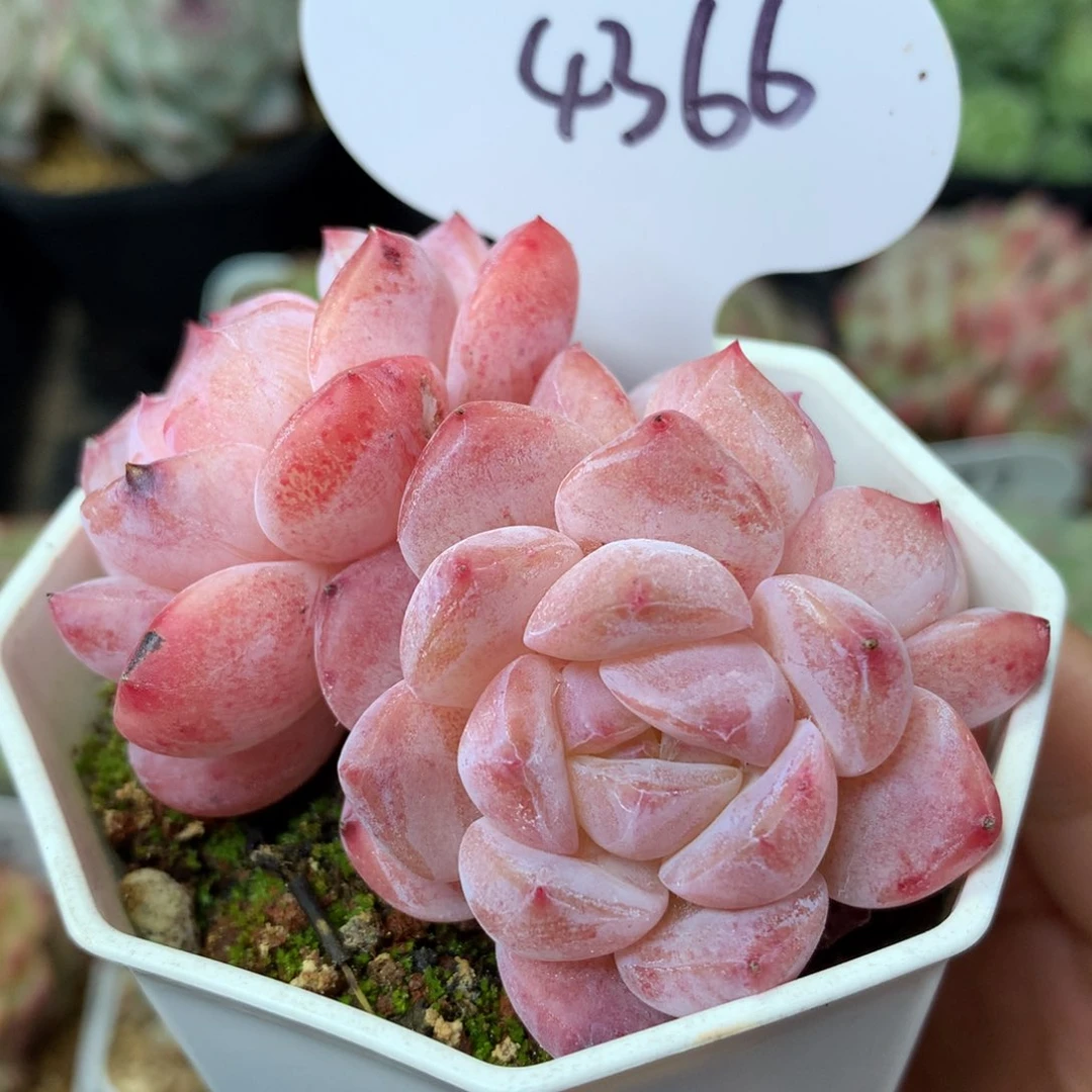 草莓冰魄无砍4366