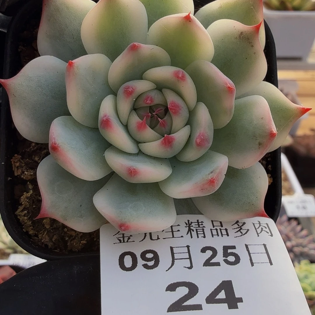 0925-24吉娃娃锦单头