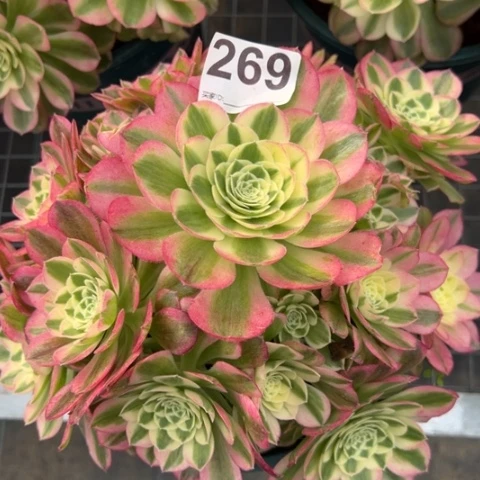 269玉姿25厘米左右