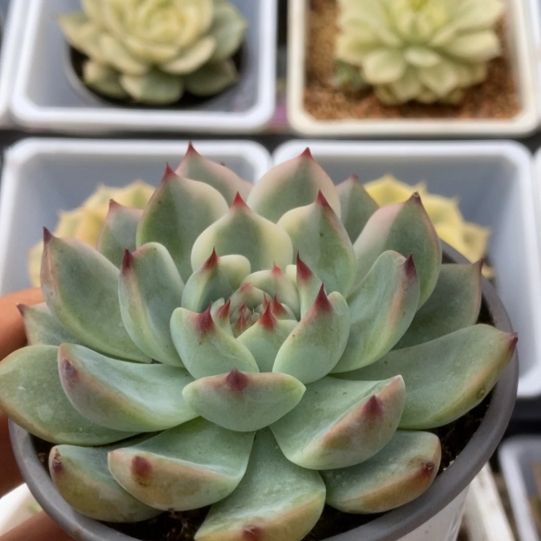 358锦锦锦锦锦锦锦锦锦