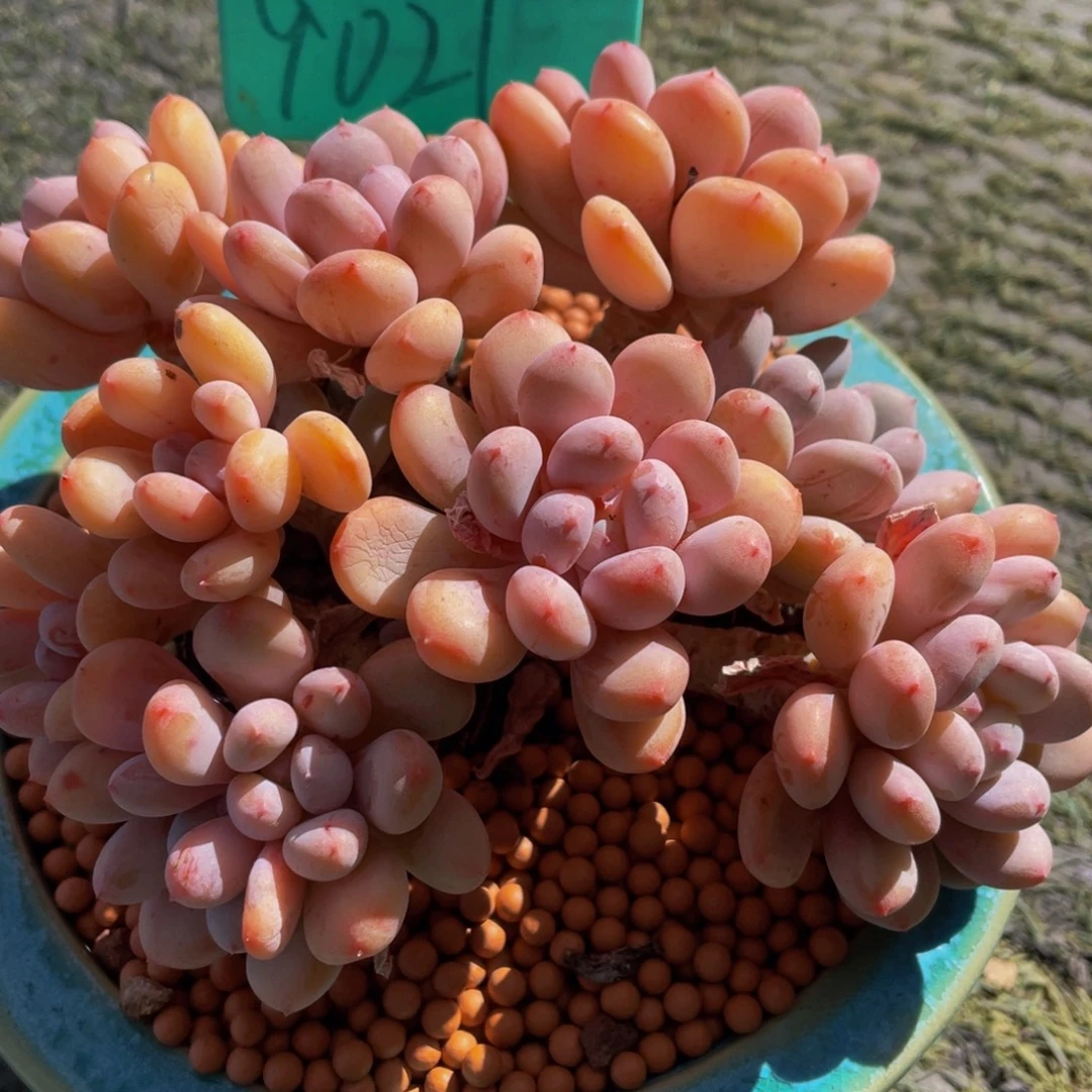 ζ****9021上午多肉植物群生