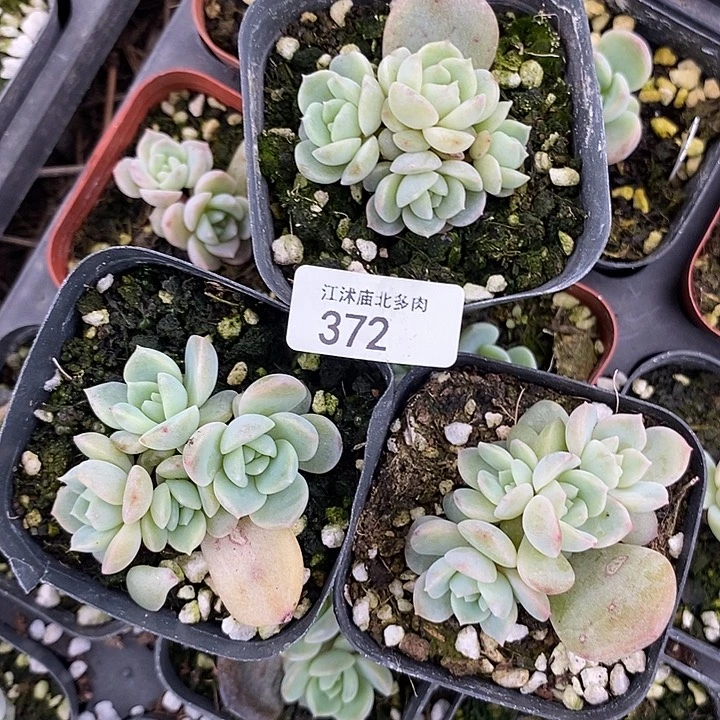 标372云岚四头一个量