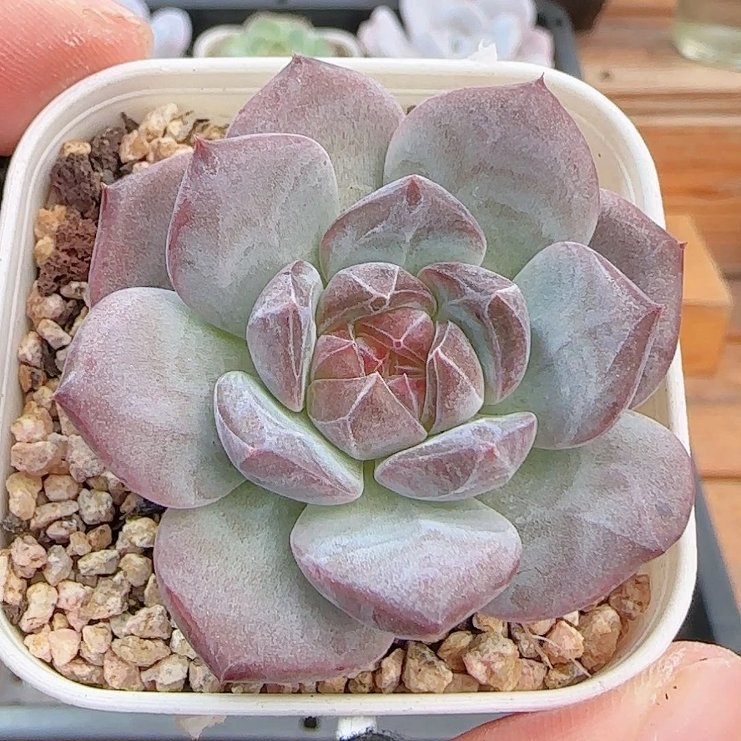 多肉0927--325琥珀天使珍妮