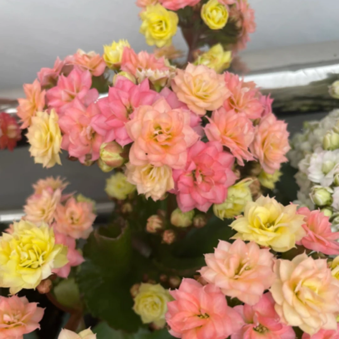 【变色龙】长寿花盆栽带花苞四季花易养活阳台窗台办公室花卉