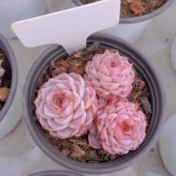 健健康康平平安安