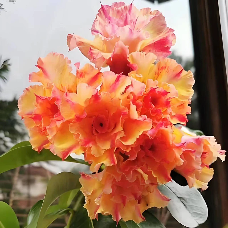 沙漠玫瑰盆栽5年老桩四季开花好养室内阳台绿植盆景