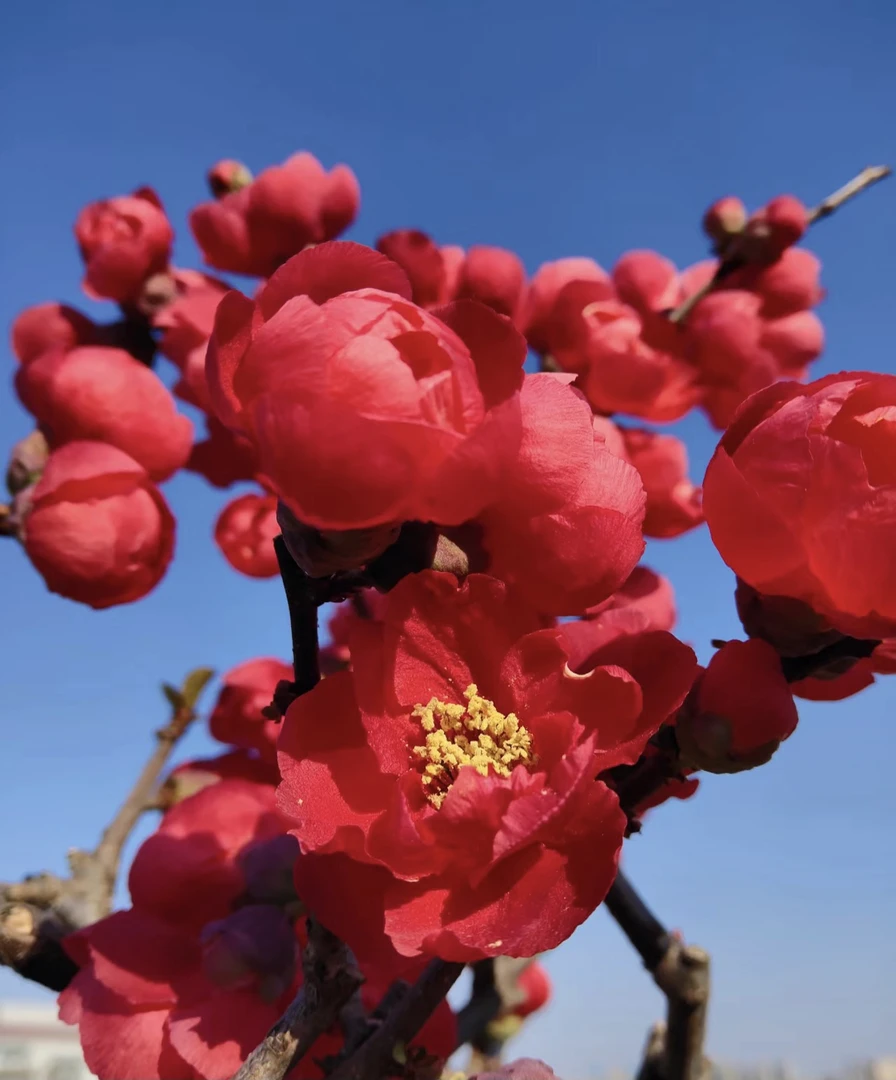 【宠粉福利】【红宝石海棠】精品苗 南北方种植带花芽