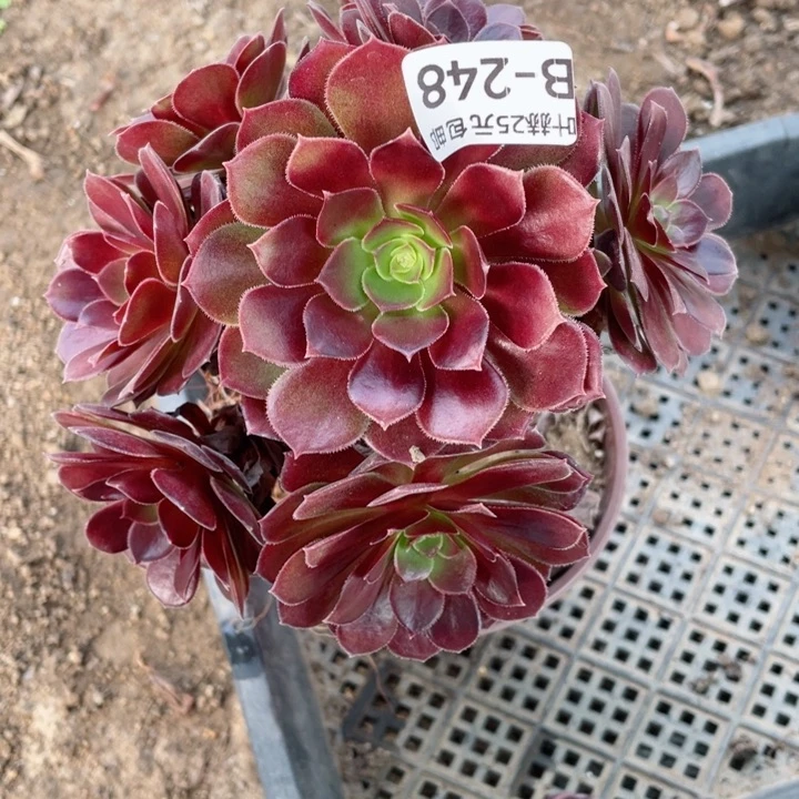 248玫瑰多肉1，12345678