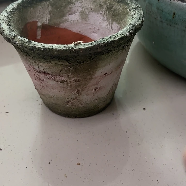 许纯的花房 孤品小盆090