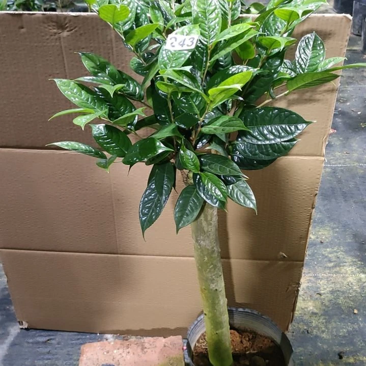 243金花茶，原盆原土发货了