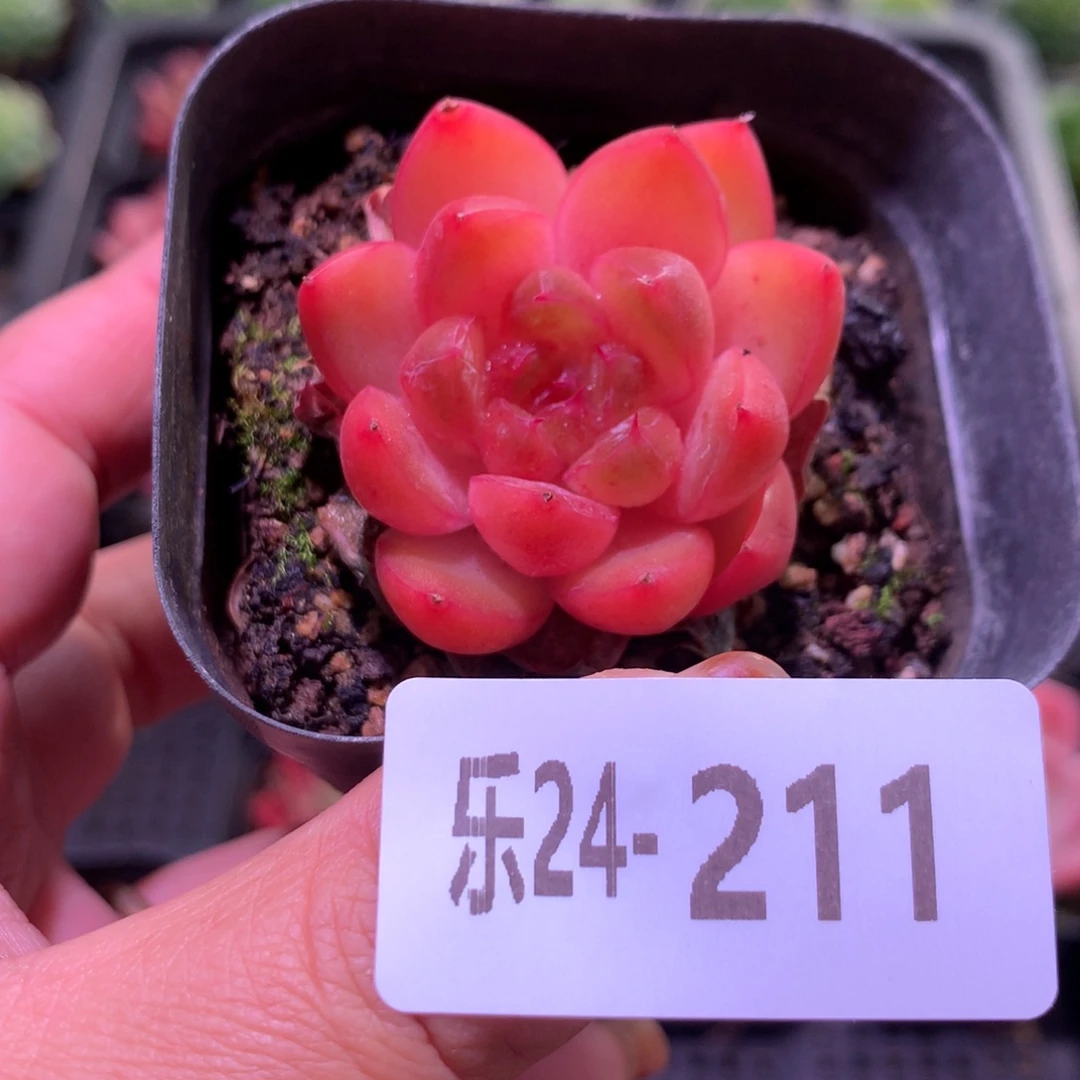 乐然24-211 皮埃拉珍妮