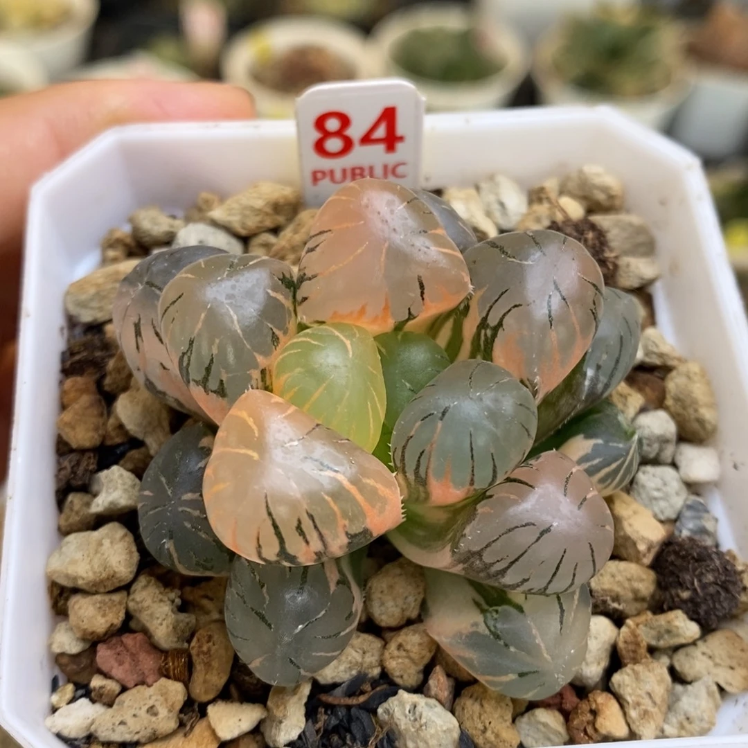84号孔明灯玉露锦