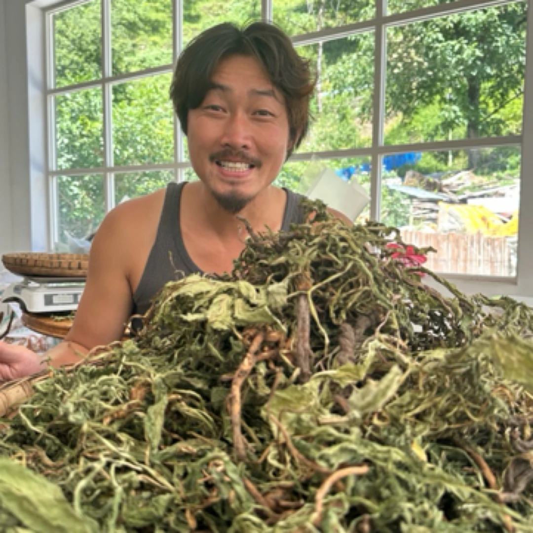 【甘孜山货】干金银花蒲公英200g 发顺丰！