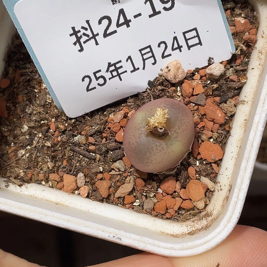 花***！24-19肉锥多肉植物
