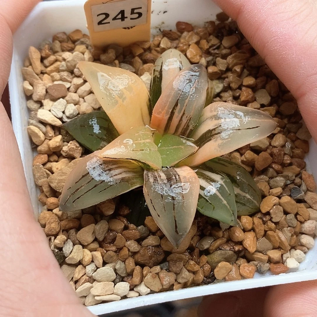 245号红文寿锦一物一拍