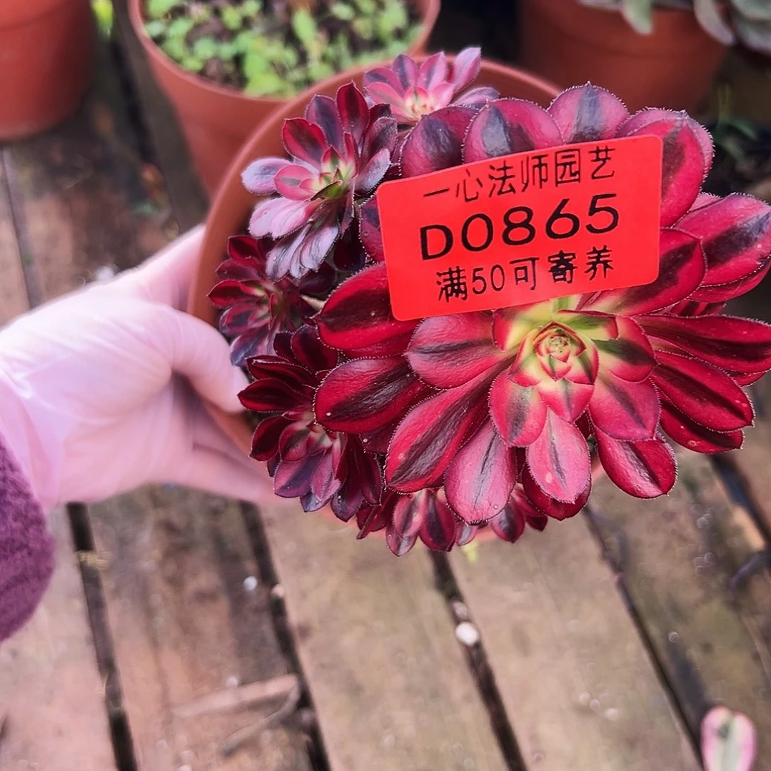 多肉植物多肉植物0865