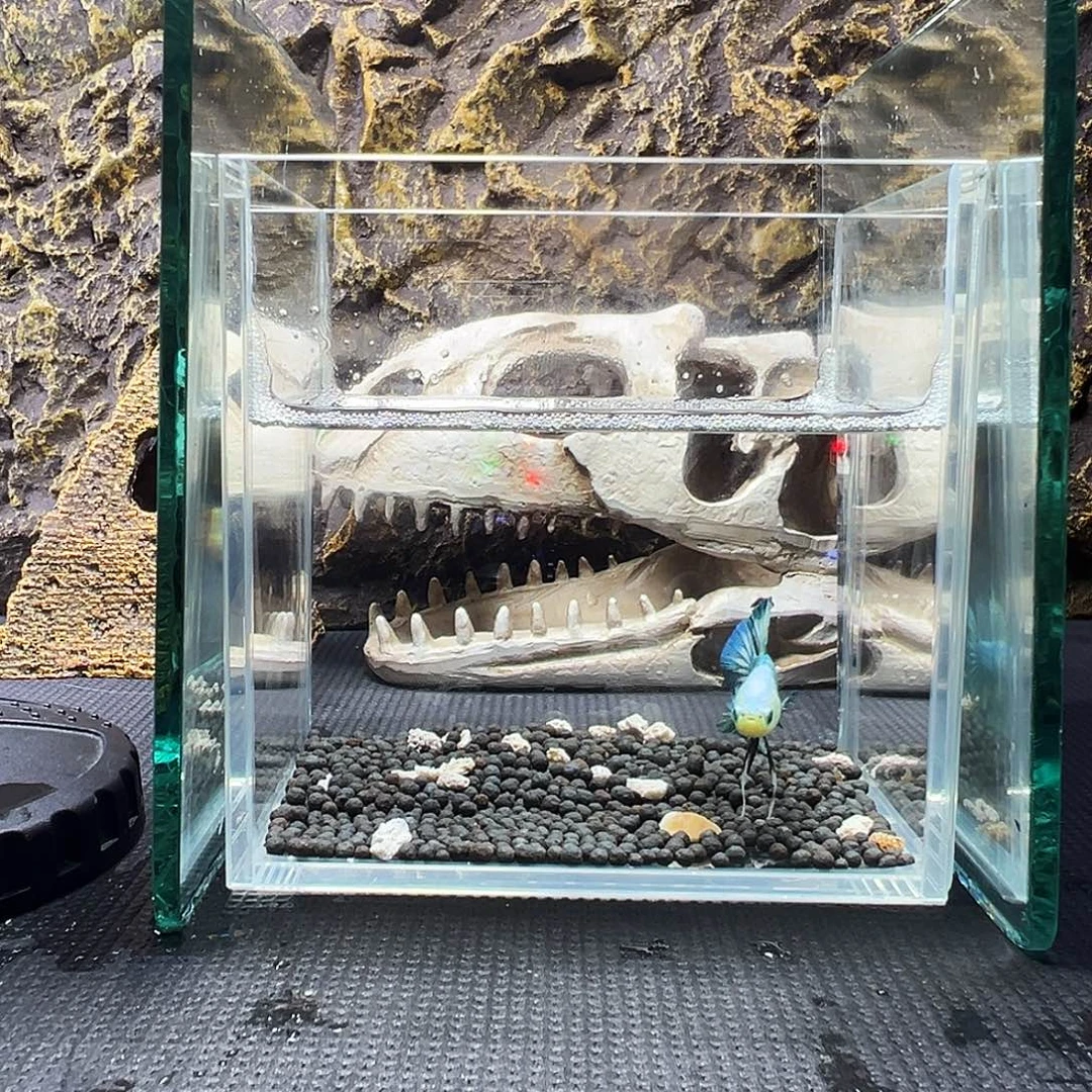 斗鱼精品精品精品精品精品