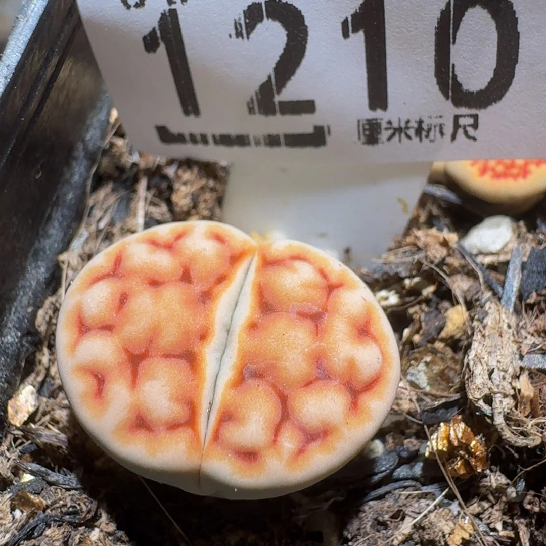 zzzz生石花肉锥1210
