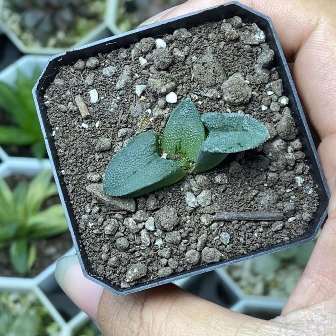 特价克里克特一物一拍
