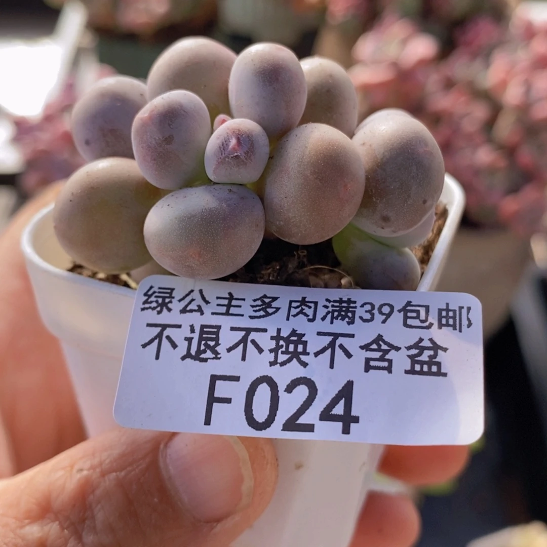 糖豆奶5cm1024多肉植物