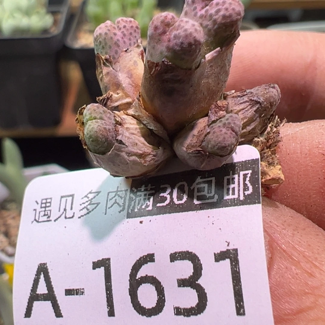 多肉植物11111111111
