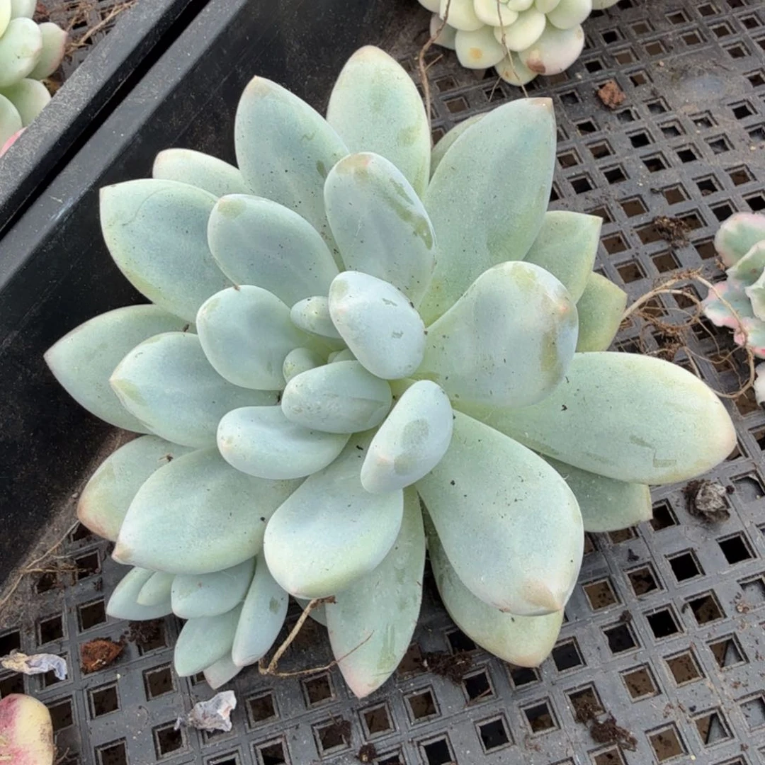 新香水锦一颗多肉锦