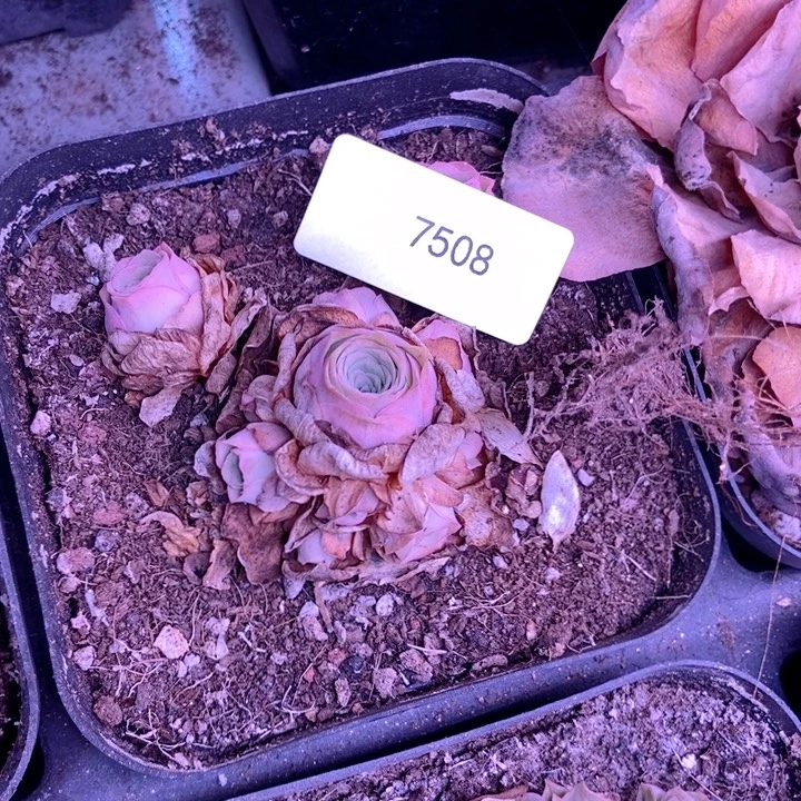 ঞ****7508山地玫瑰花群