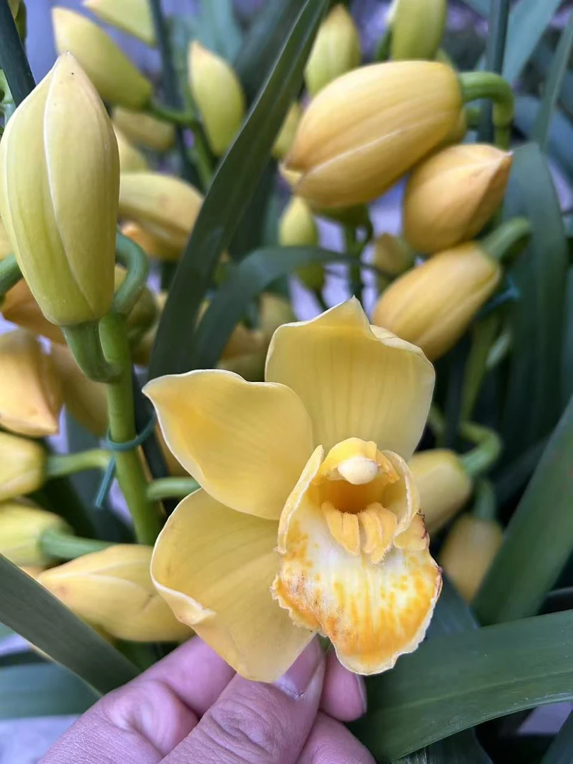 黄金素 大花蕙兰