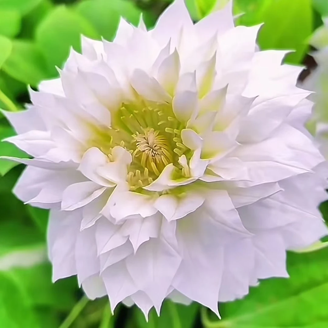 【爱丁堡】铁线莲四季开花爬藤植物重瓣大花庭院阳台藤本攀援盆栽