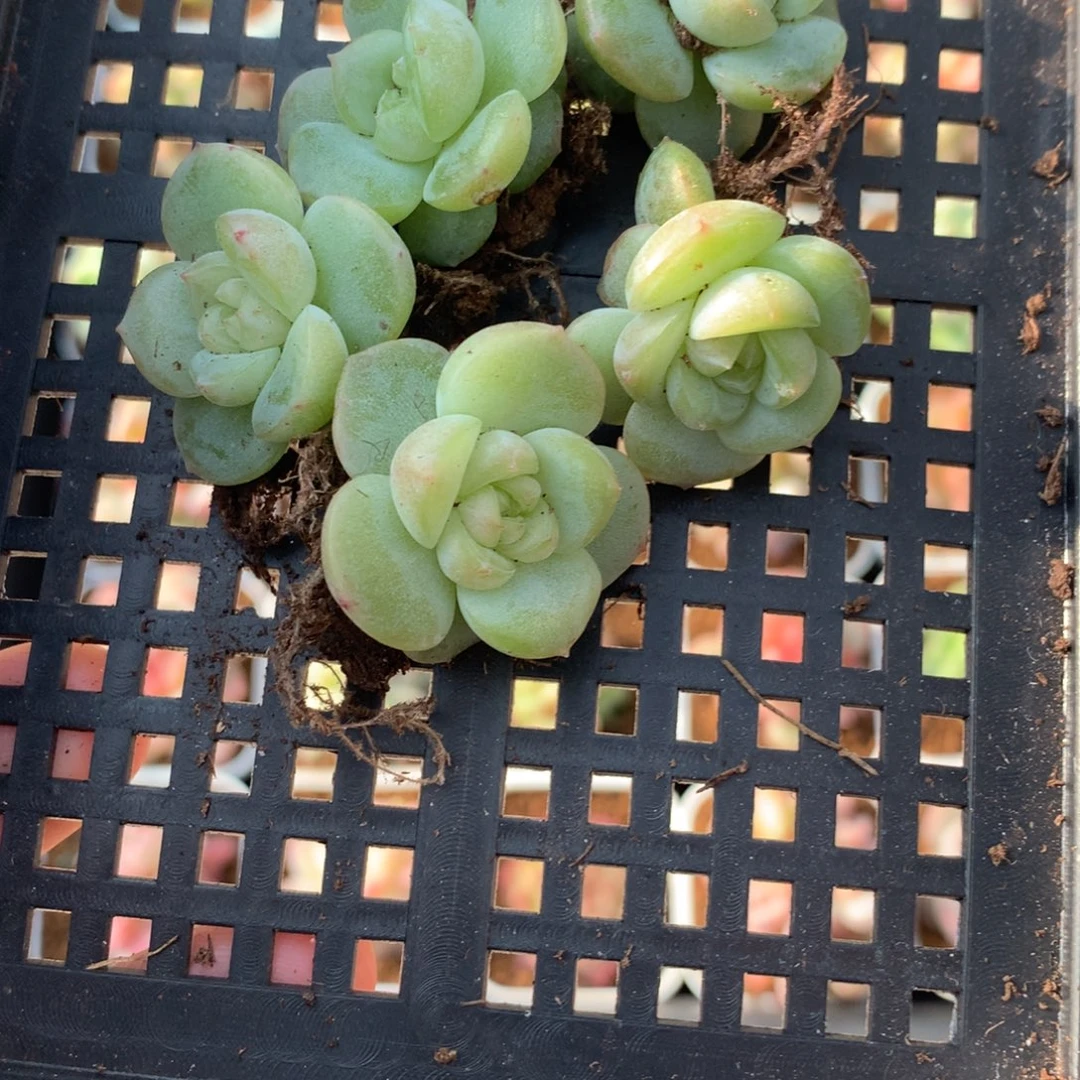 6颗圆叶白心。        2号