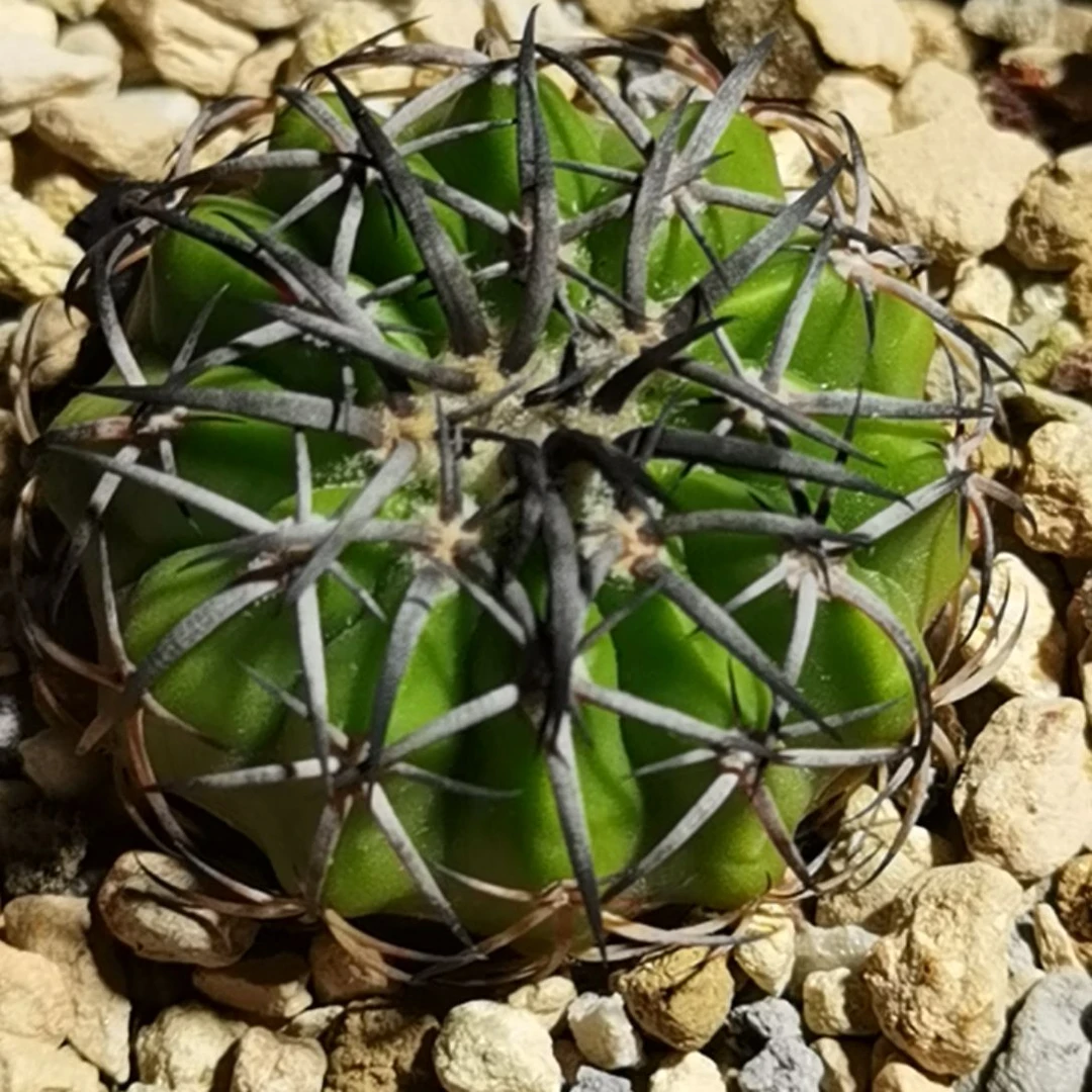 宁***子实生大型强黑刺圆盘玉一物一拍