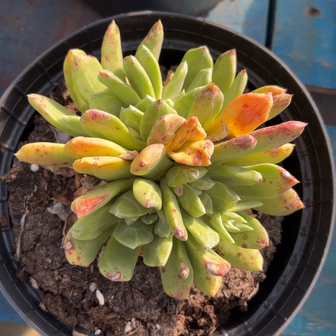 绿拇指杂，仙女杯多肉