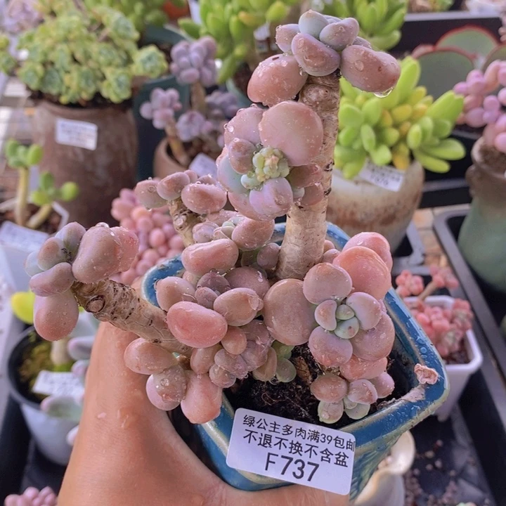 香水洛神老桩9cm737多肉植物