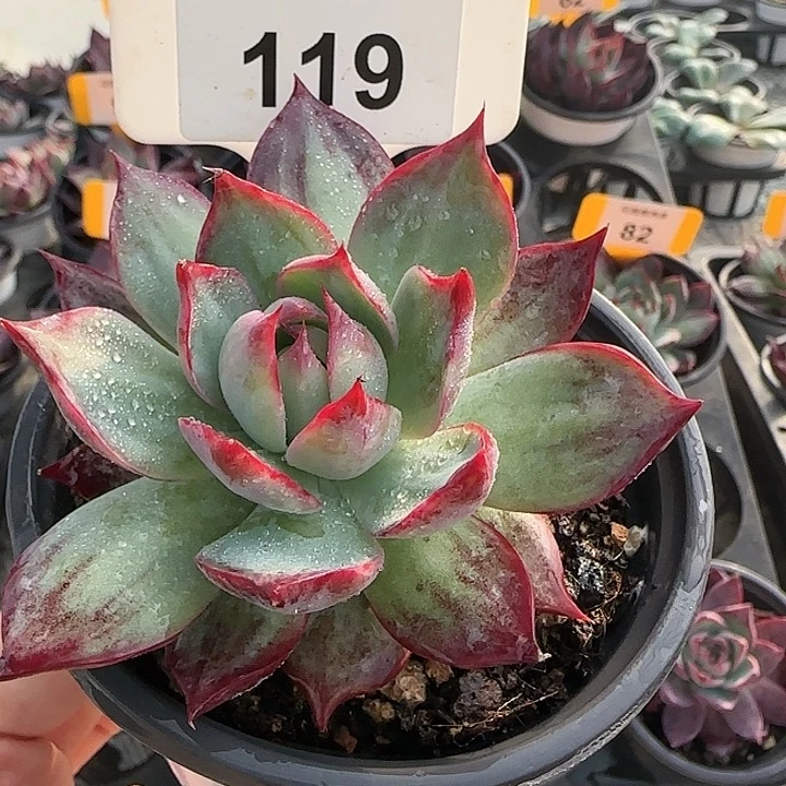 119 惊鸿仙子多肉植物6-9cm