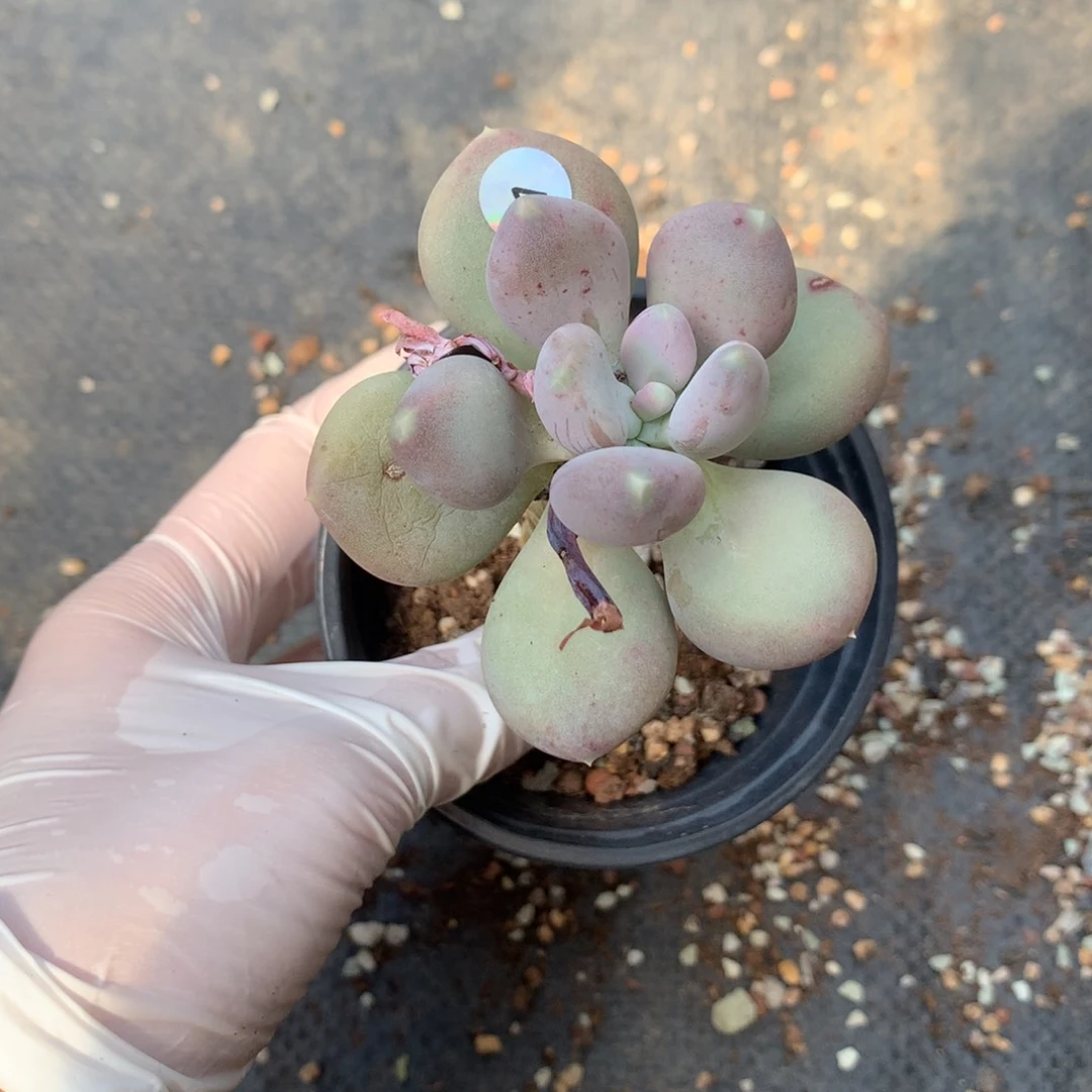 ?****小屁桃哈哈哈哈哈哈哈哈哈4