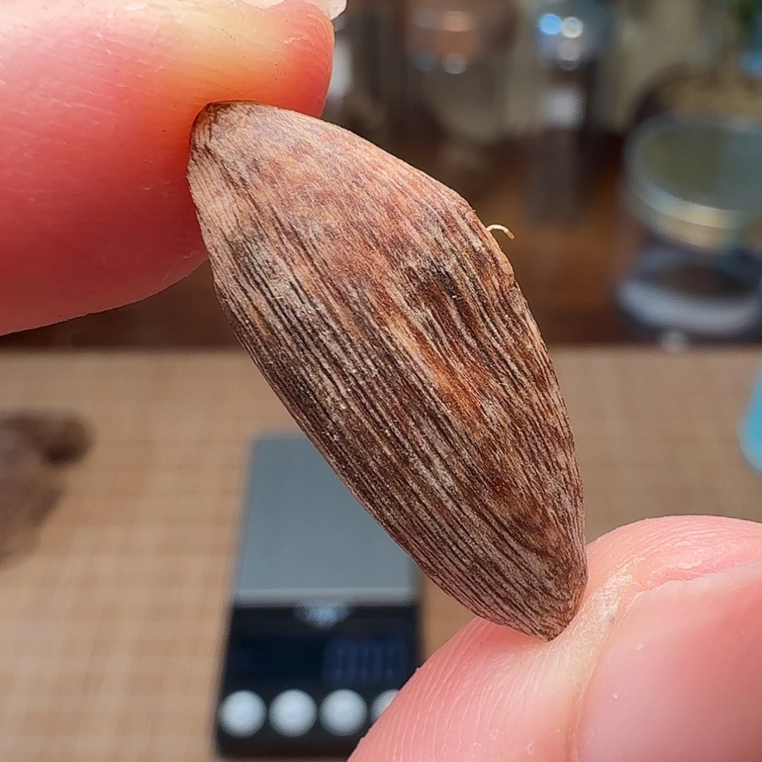 沉香香港西贡棋韵瓜子