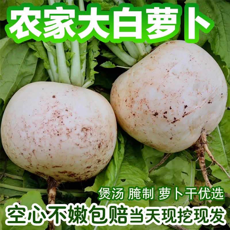 四川高山农家新鲜蔬菜圆白萝卜清甜多汁脆嫩化渣适合孕妇餐绿色D