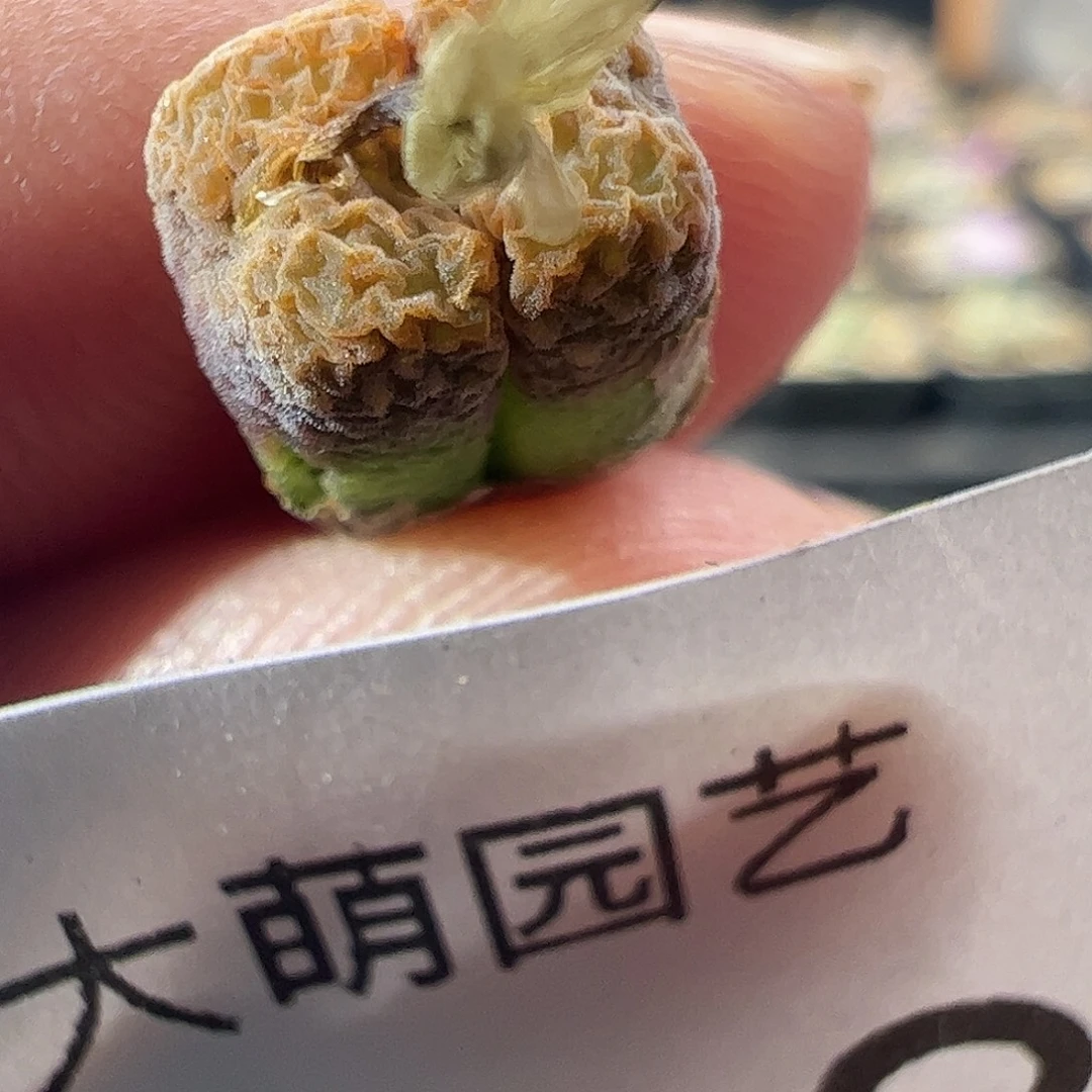 一物一拍MG1456.7冰渣火柴勋章，108