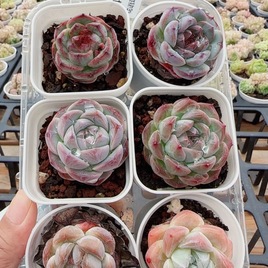 花语逸镜0513-84开播福利六个