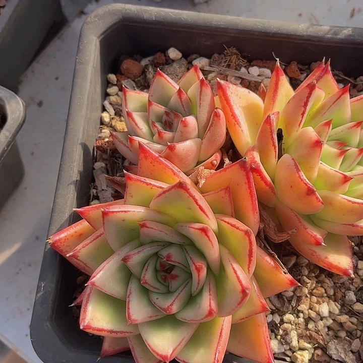 库苏27224多肉植物