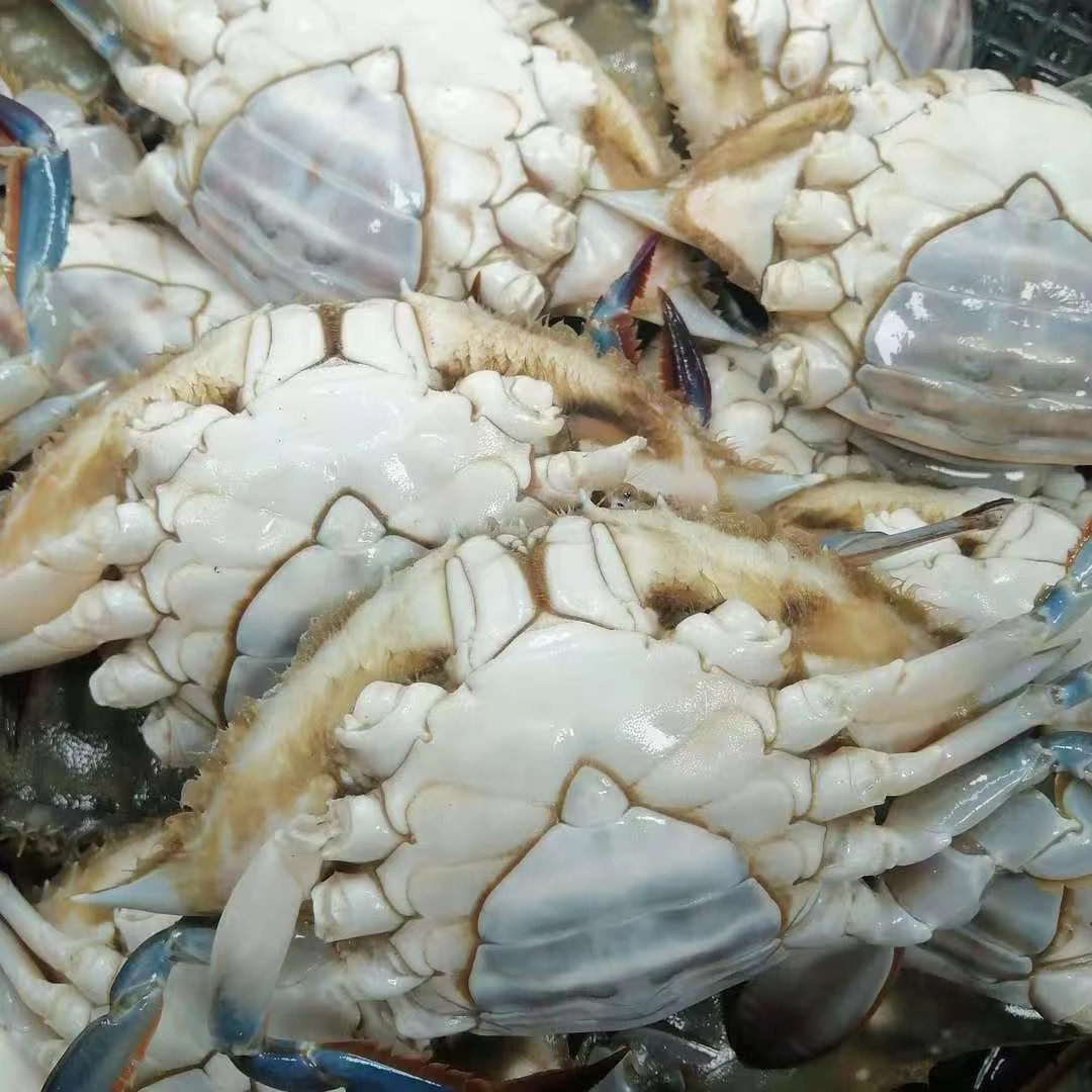 【保鲜不保活】母蟹 掉腿 三斤 一只3两 一斤3只左右顺丰发货