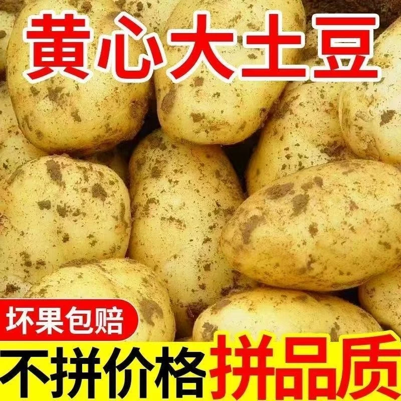 【黄皮黄心土豆】内蒙黄皮黄心土豆土豆新鲜现挖土豆