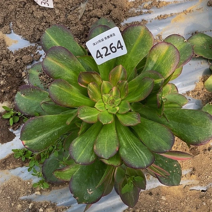 4264韶秀七彩多肉植物